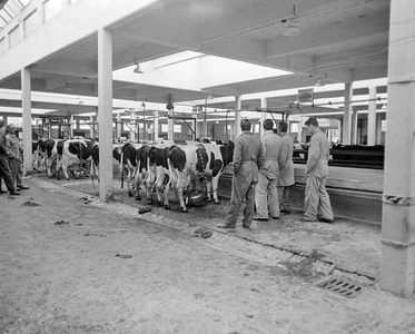 850423 Afbeelding van enkele koeien die gemolken worden, met enkele veehandelaren daaromheen, in de Veemarkthal ...